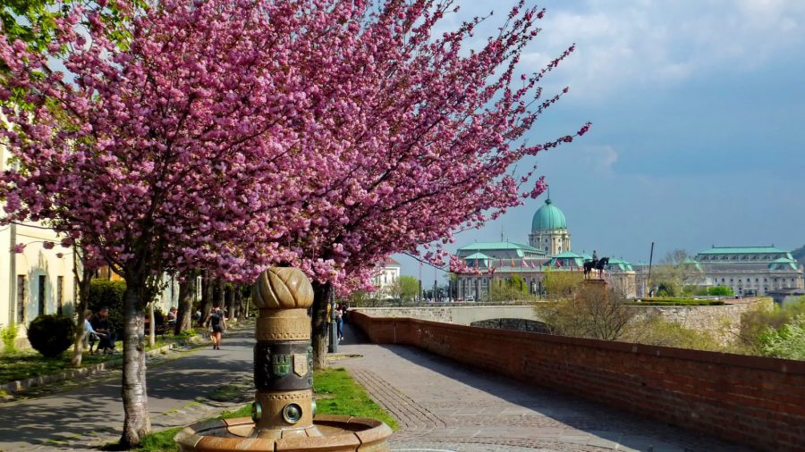 Die schönste Zierkirschbaum-Allee von Budapest steht in Blüte