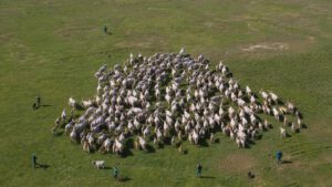 Fantastische Aufnahmen über den Viehtrieb in Hortobágy