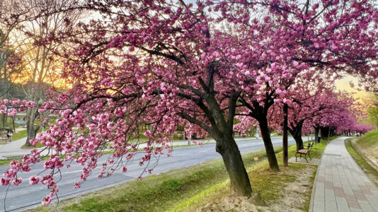 Die Kirschbäume in Zalakaros blühen in voller Pracht