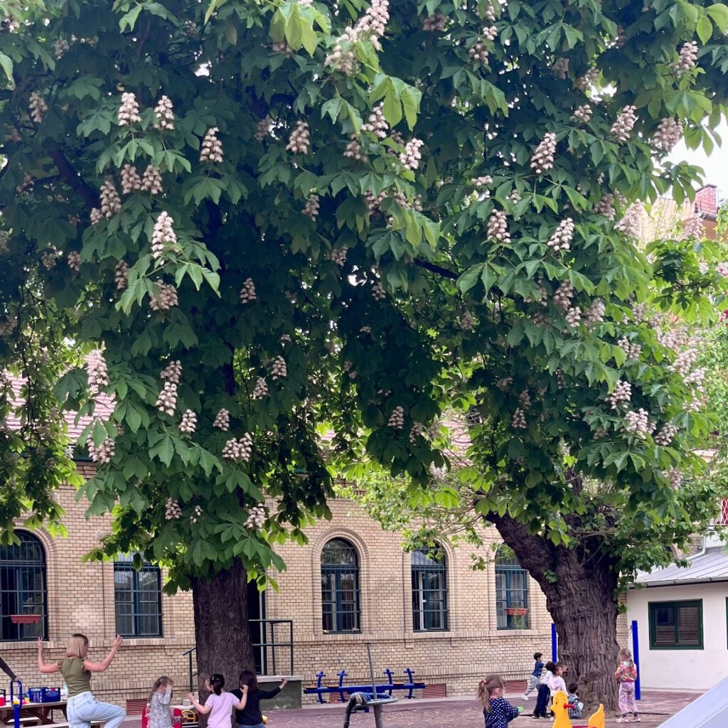Kastanienbaum in Angyalföld - Budapest
