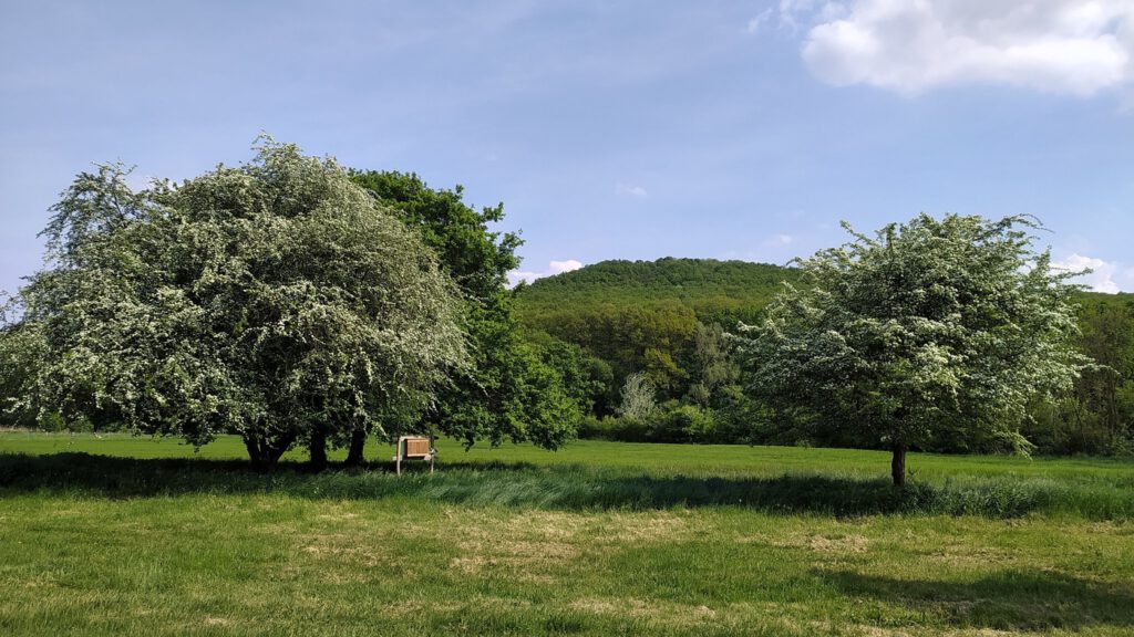 Weißdorne des Lehrpfades Hétágfa in Kistótfalu
