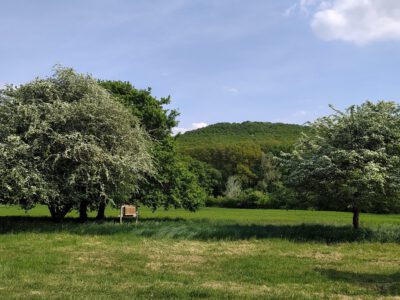 Weißdorne des Lehrpfades Hétágfa in Kistótfalu