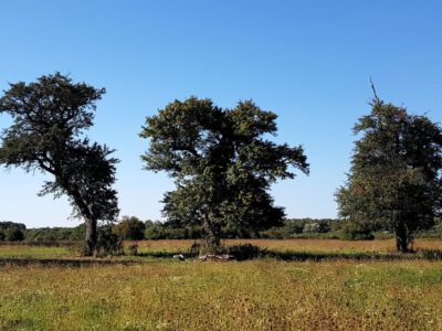 Die Bäume der Lengyeli-Weide