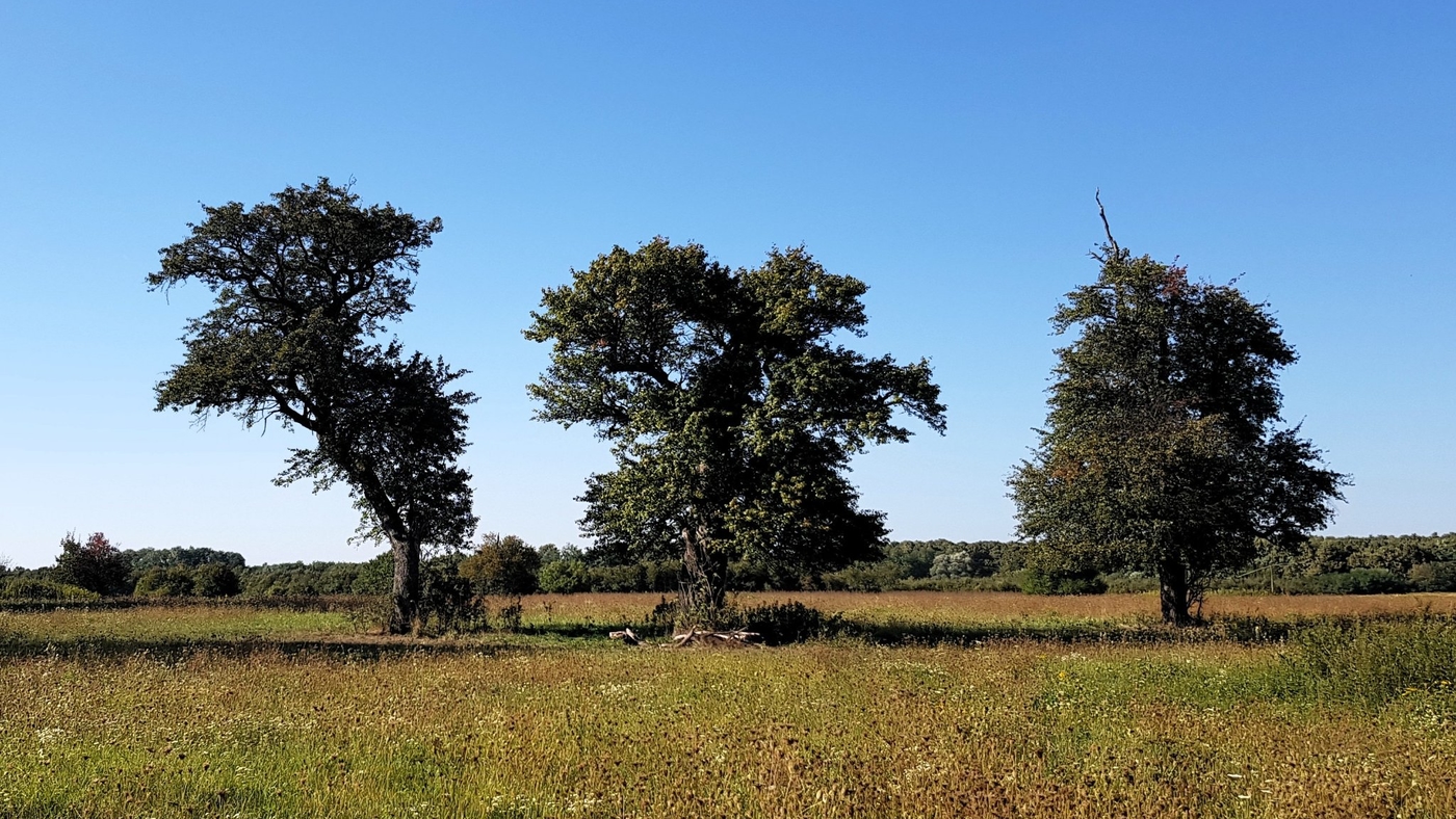 Die Bäume der Lengyeli-Weide