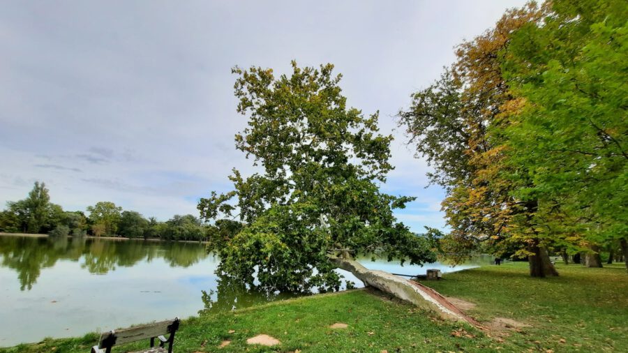 Die 250 Jahre alte Platane über dem Cseke-See in Tata wurde zum Baum des Jahres 2022 gekürt
