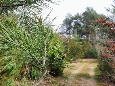 Eine Oase der Artenvielfalt: Der Wacholderwald von Barcs und sein ökologisches Erbe
