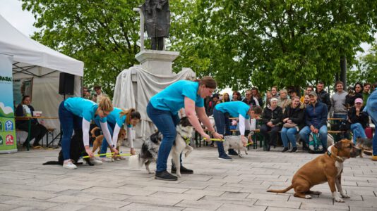 Innerstädtisches Hundefestival 2024, Budapest