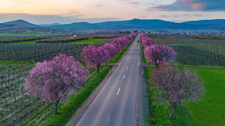 Blütenzauber im Frühling - Ungarns faszinierende Blutpflaumen-Alleen