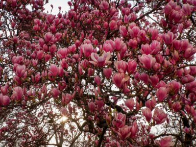 Magnolienzauber in Szeged – Ein Frühlingsmärchen zwischen Blütenpracht und Stadtgeschichte